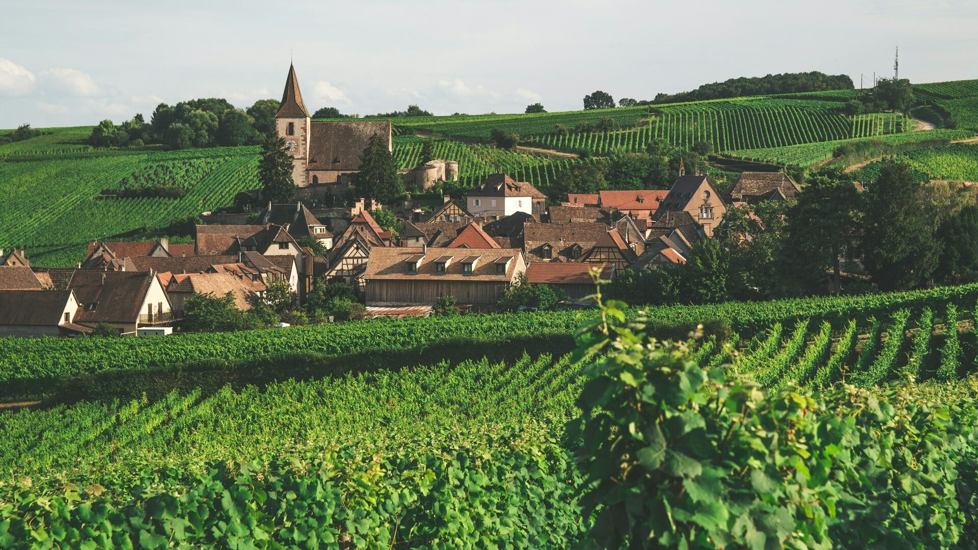 Village alsacien à colombages entouré de vignobles, Route des Vins d'Alsace